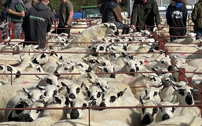 Farmers and Beulah speckled face sheep